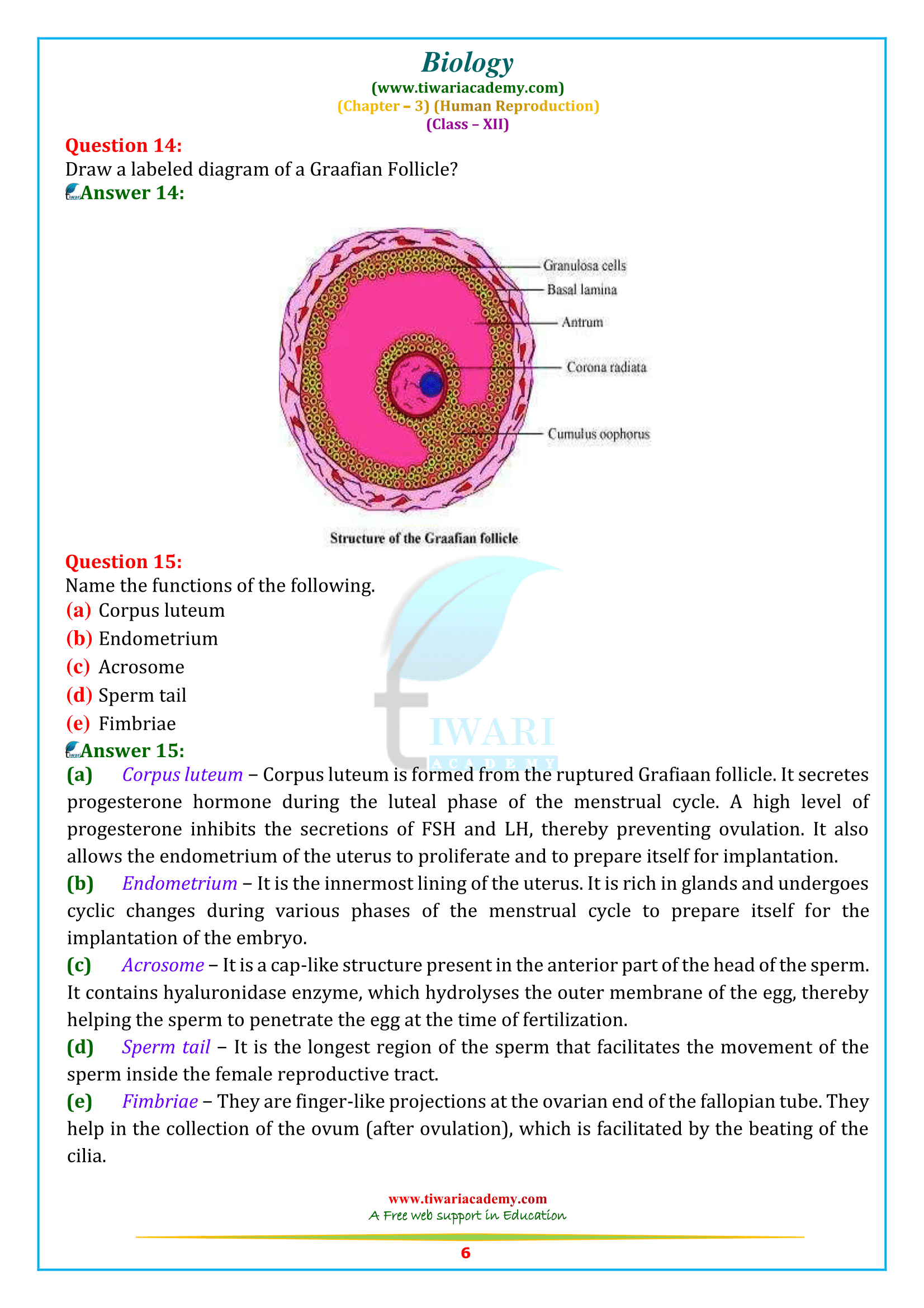 Ncert Solutions For Class 12 Biology Chapter 3 Human Reproduction 6743