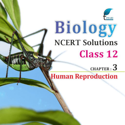 NCERT Solutions For Class 12 Biology Chapter 3 Human Reproduction