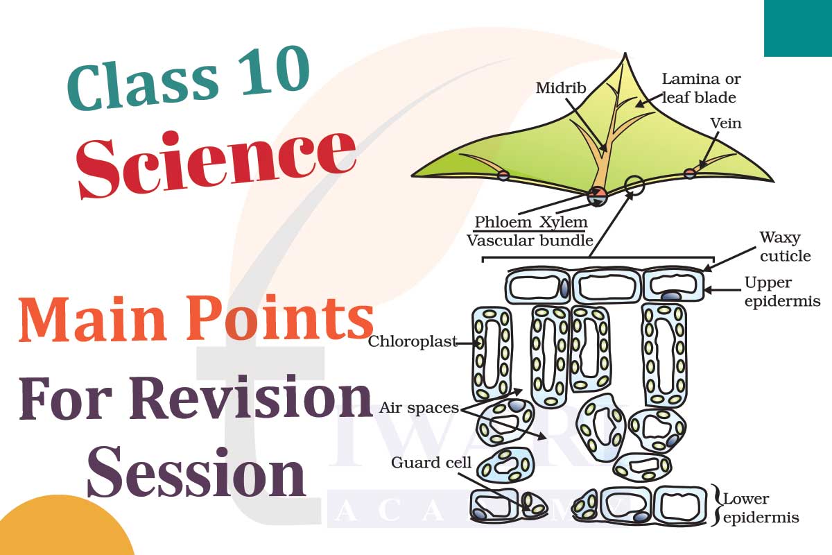 How to prepare Class 10 Science in one or two months?