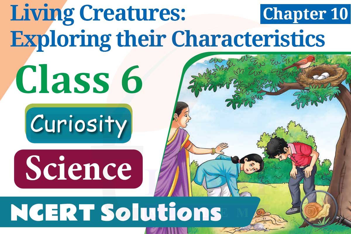 NCERT Solutions for Class 6 Science Curiosity Chapter 10 Living Creatures: Exploring their Characteristics