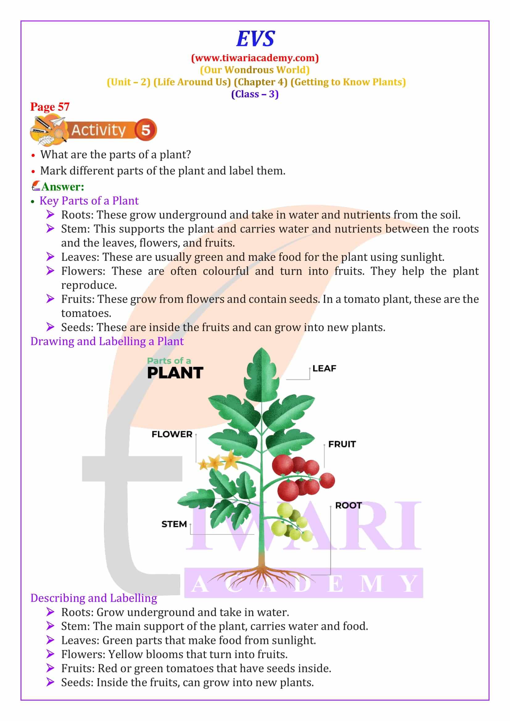 Class 3 EVS Chapter 4 in English Medium