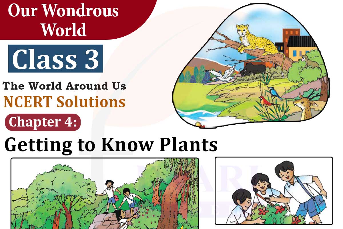 Class 3 EVS Chapter 4 Getting to Know Plants