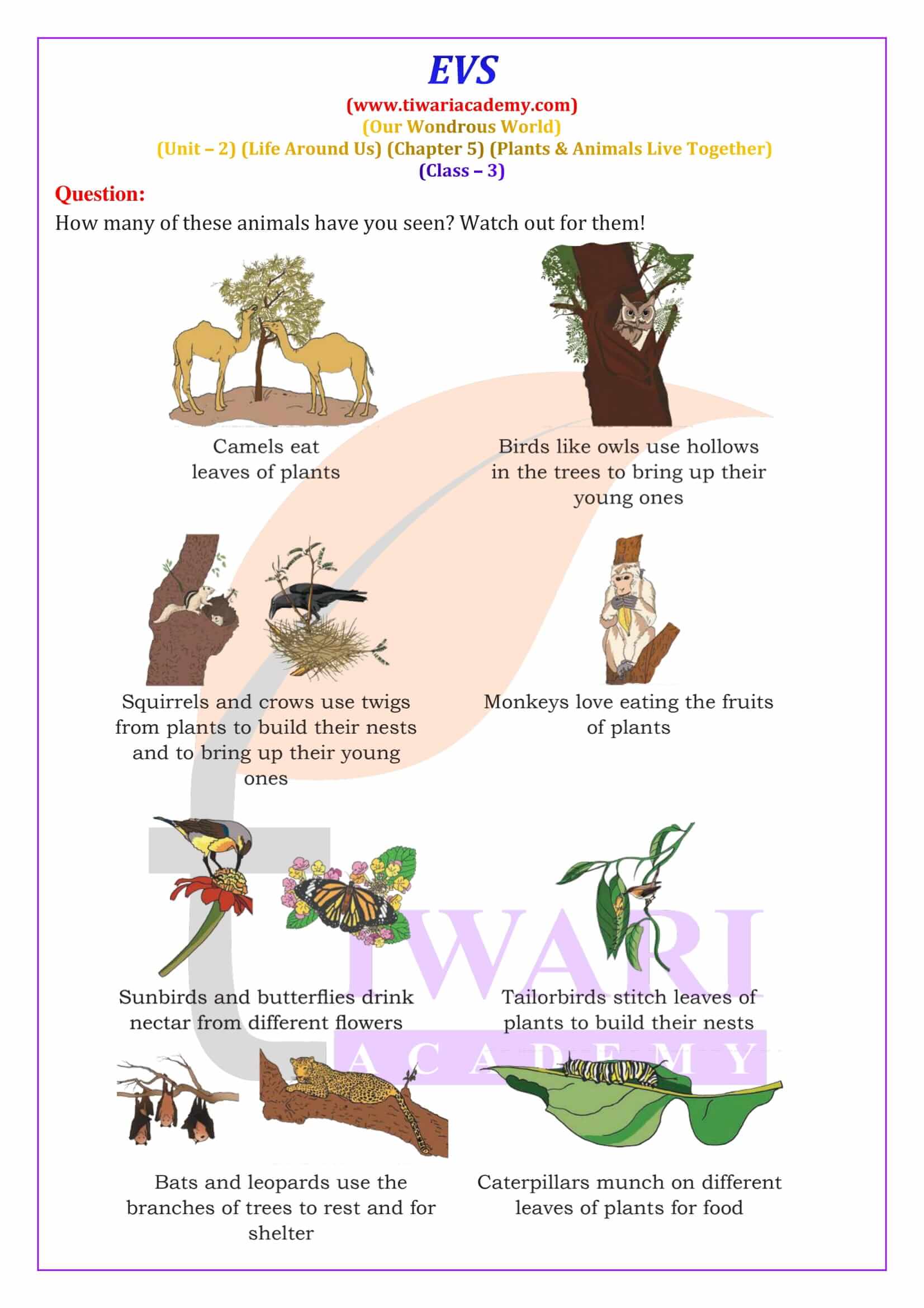 Class 3 EVS Chapter 5 NCERT Solution